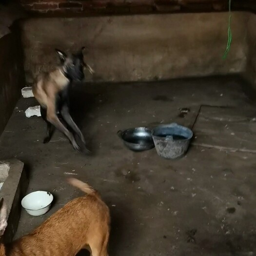 来宾马犬