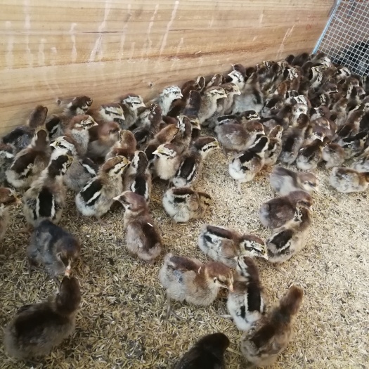 广州青脚麻鸡苗 品种正宗 包打疫苗 厂家直销 质量保证