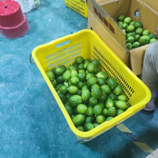 广州广东香水柠檬一级果