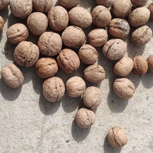泽普县新疆33，185核桃，量大价优。