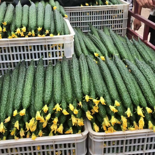 莘县密刺黄瓜大量有货