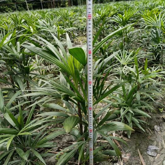 成都棕竹大杯小杯，地苗都有货，基地自产自销