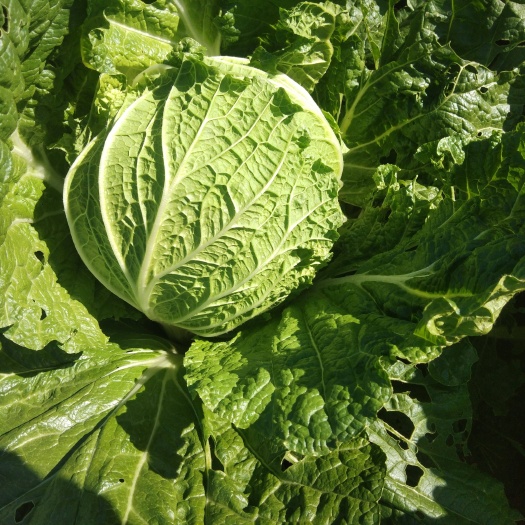 公主岭市吉林产区黄包心大白菜马上上市 大量有货  需要的联系