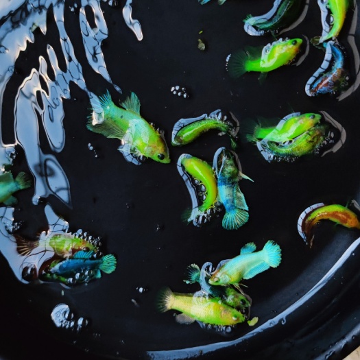 北海荧光翡翠斗鱼