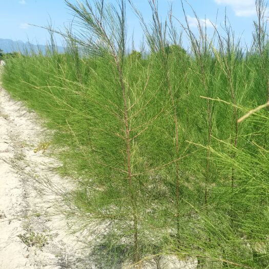 自产自销木麻黄，价钱优惠，