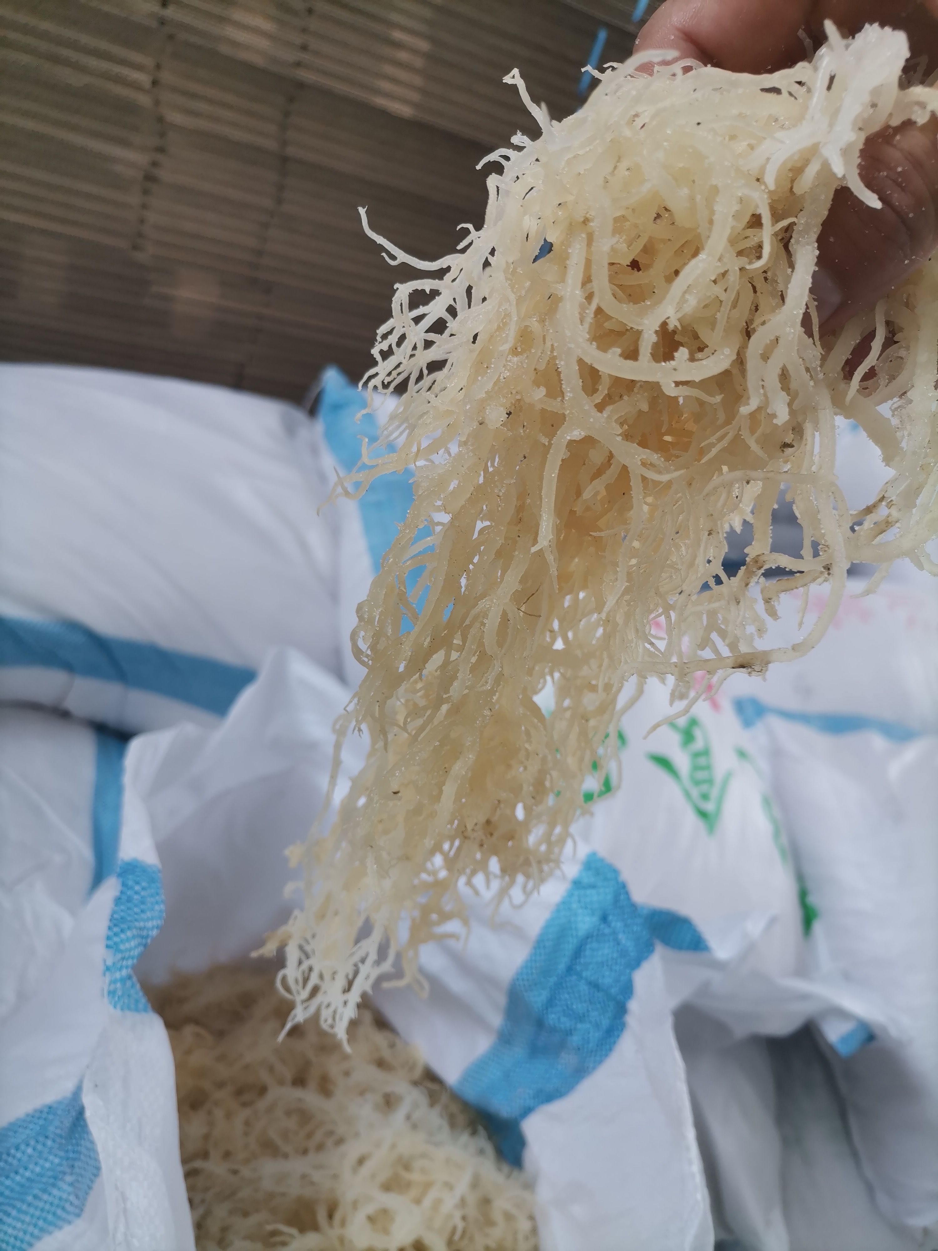 龙须菜（石花菜）天然海藻，海底燕窝。！！！！！！！！！！！！