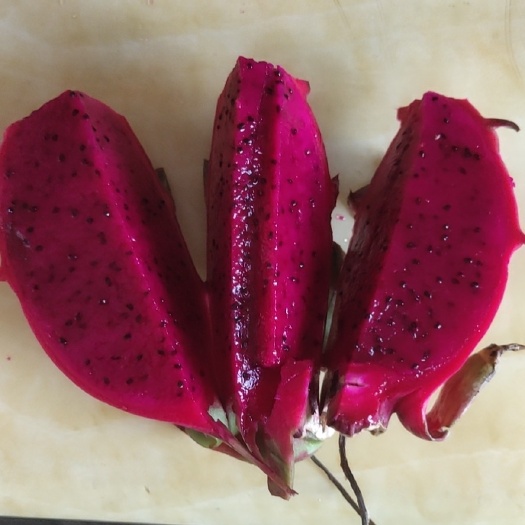阳春市中秋佳节来临之际自家种植的火龙果又要上市了红宝龙品种精品大果
