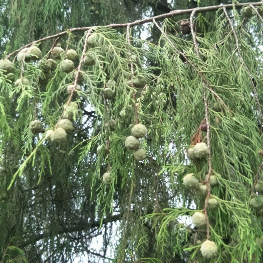 蓬安县新鲜柏树果，无化肥农药污染，味道清香怡人，可入药，可做枕芯！