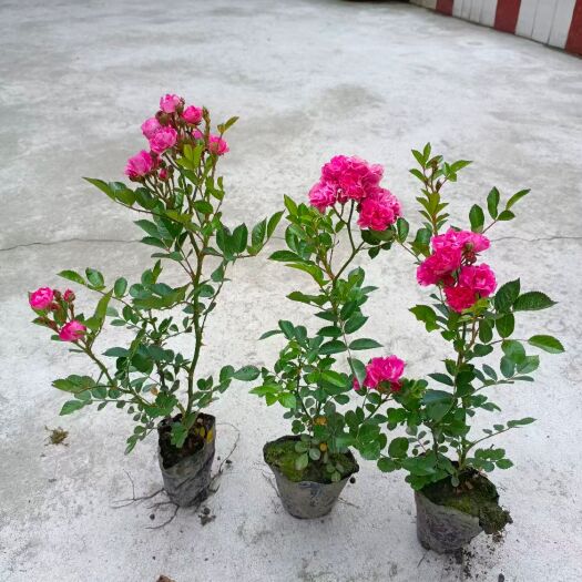 成都月季，品种齐全，杯苗，地苗都有，基地自产自销