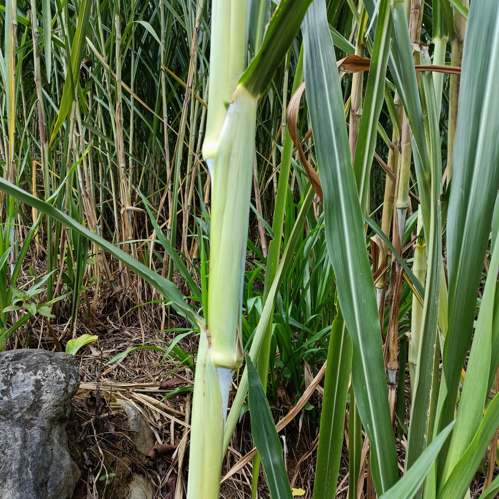 新品无毛皇竹草