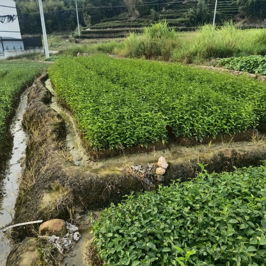 福安市梅占茶苗