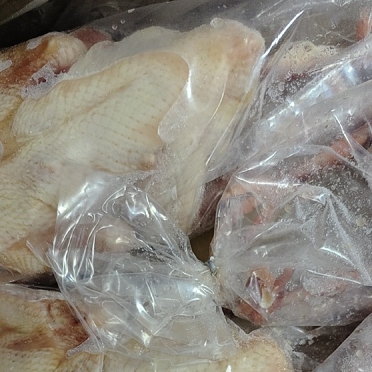 鸽子，全净膛、半净膛，规格接受定做