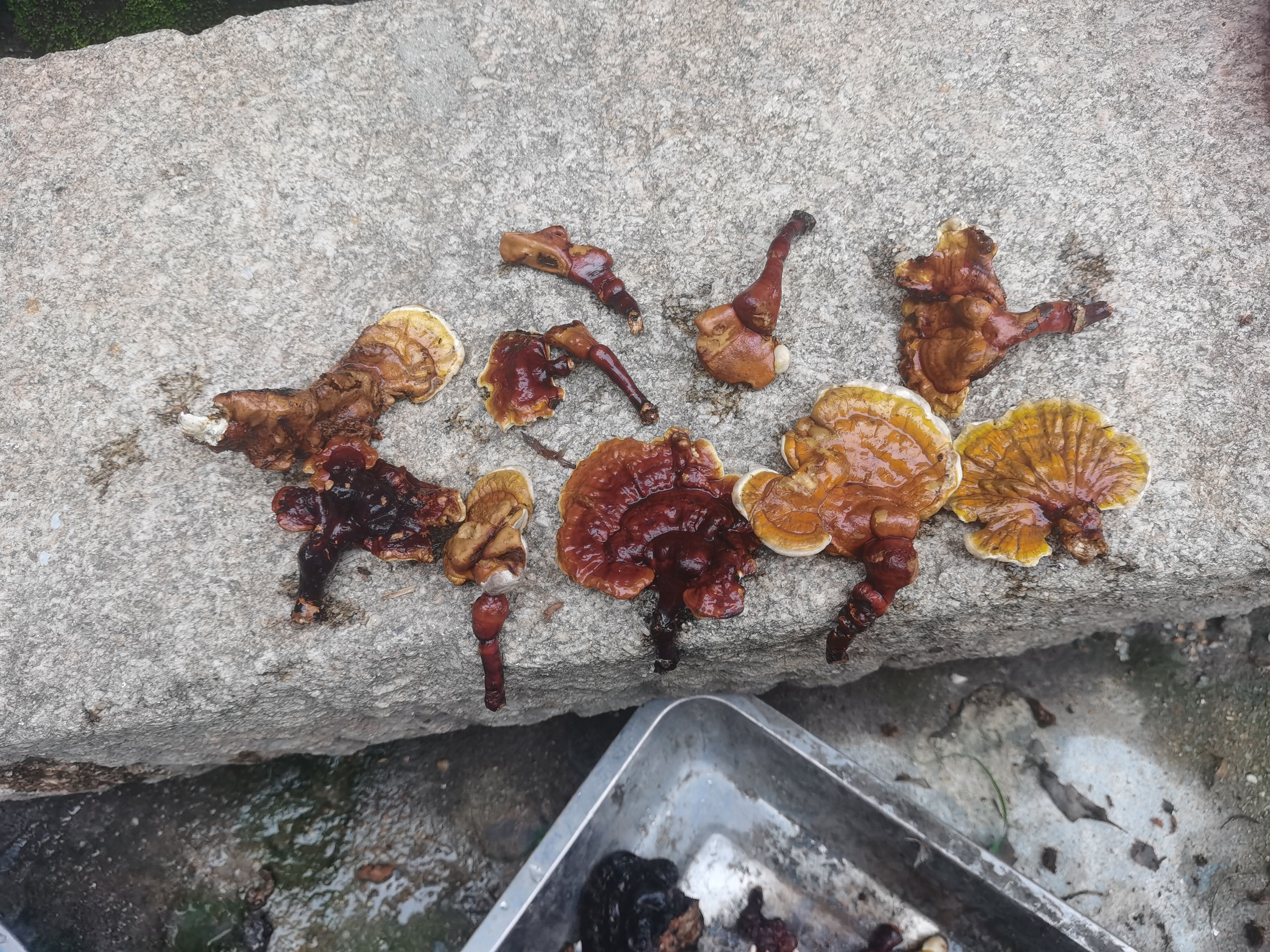 灵芝