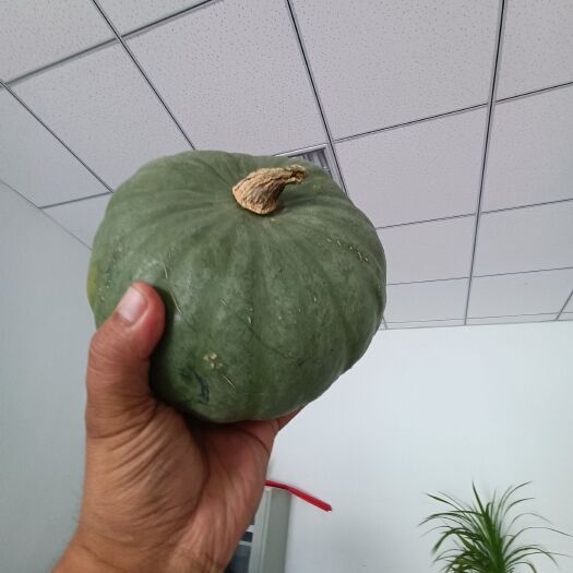 宁城县板栗南瓜，大量有货基地种植保质保量一件代发
