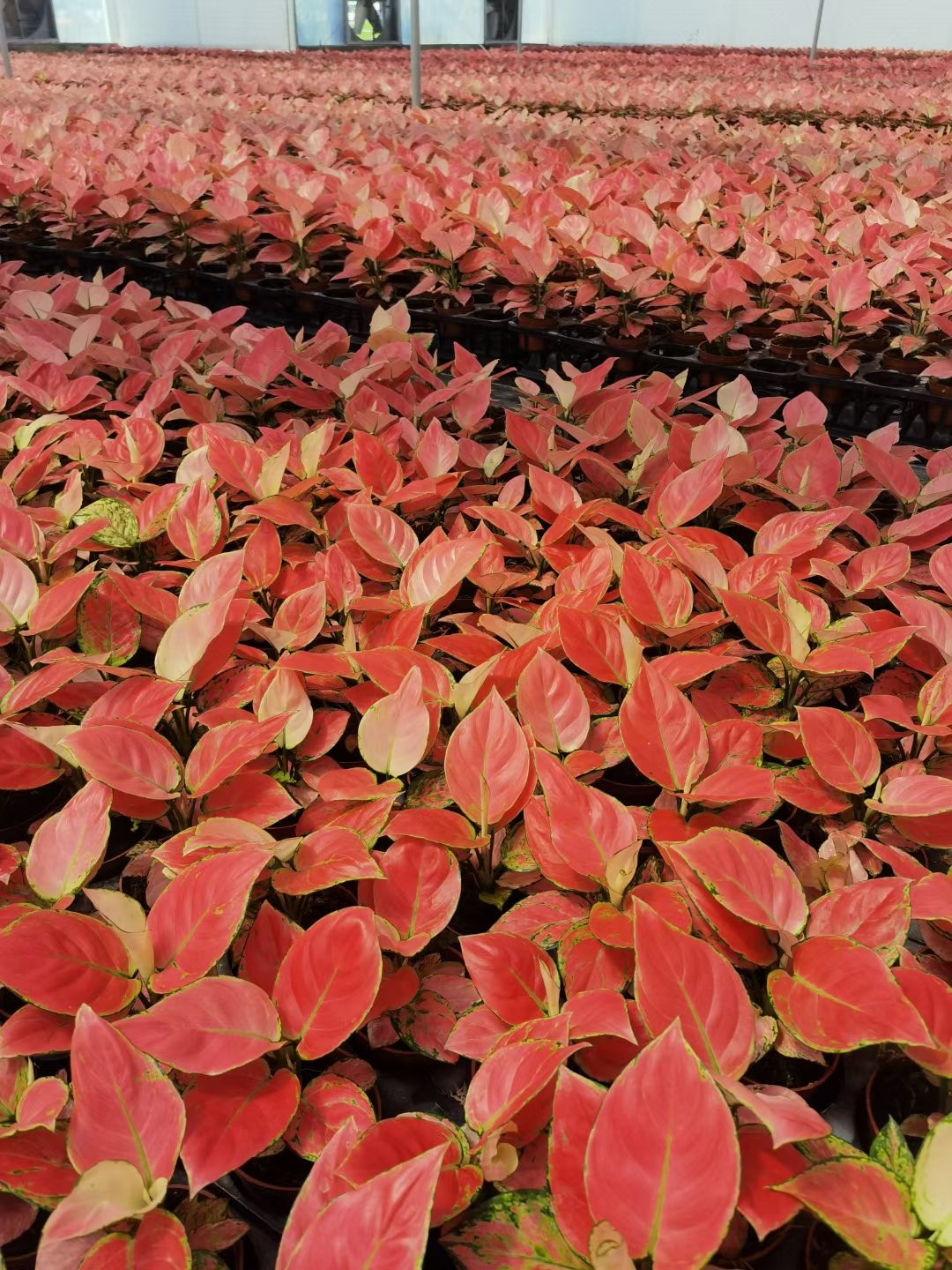 佛山草花 供应室内优质观叶绿植 吉利红 粗肋草 A100杯小盆栽