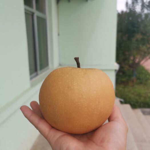 莱西市秋月梨