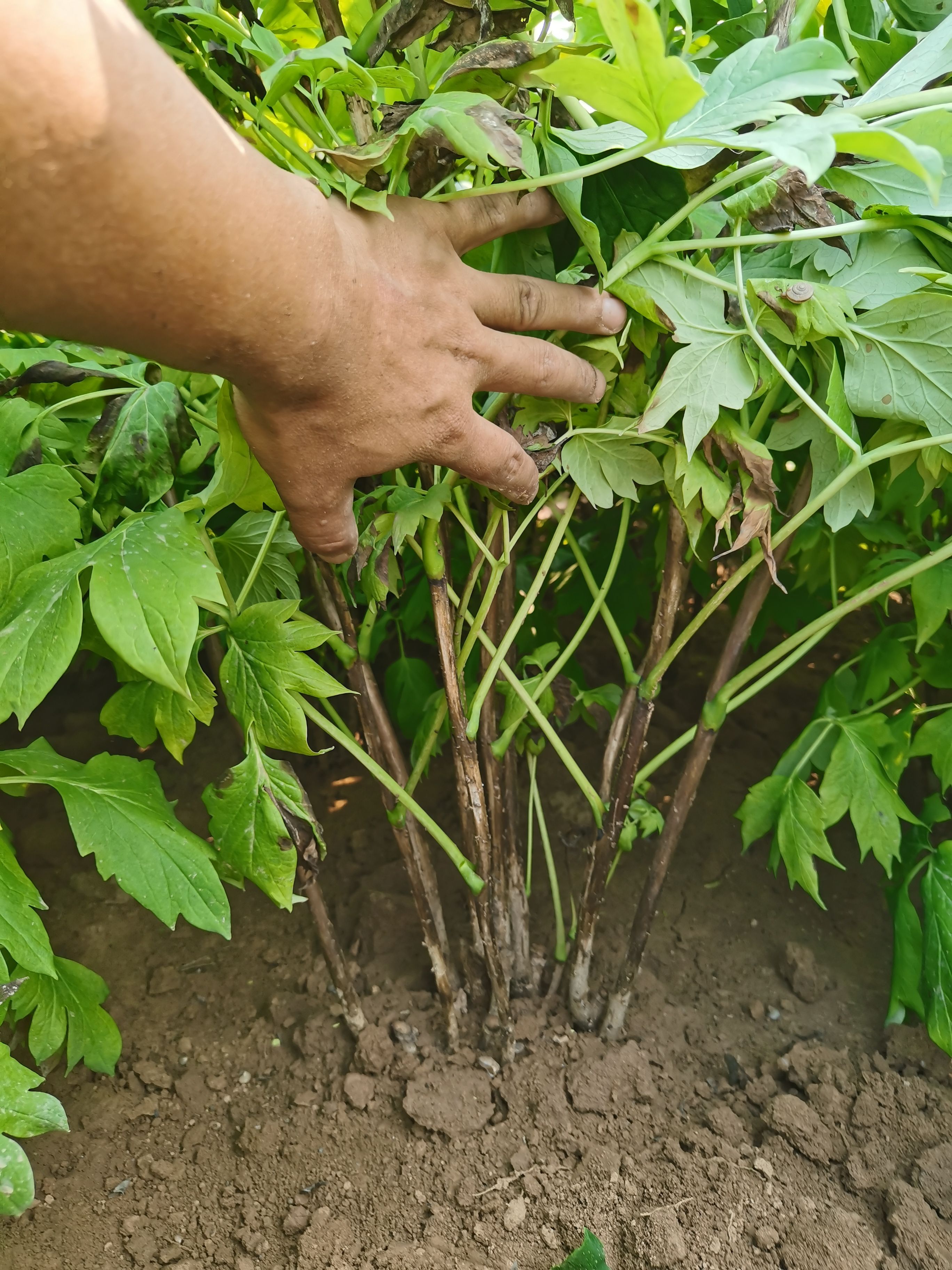 【秋季发货 】热销菏泽牡丹花苗皇冠盆栽地栽晚花期品种牡丹花苗