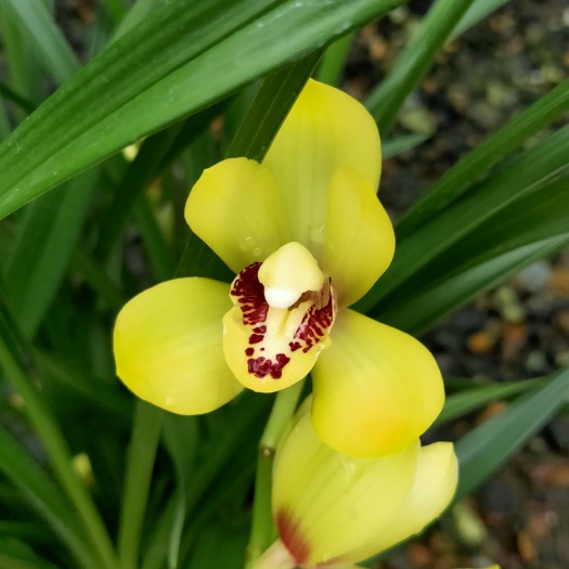 翁源县如意荷，开花浓香型，花大色艳，好养易活，