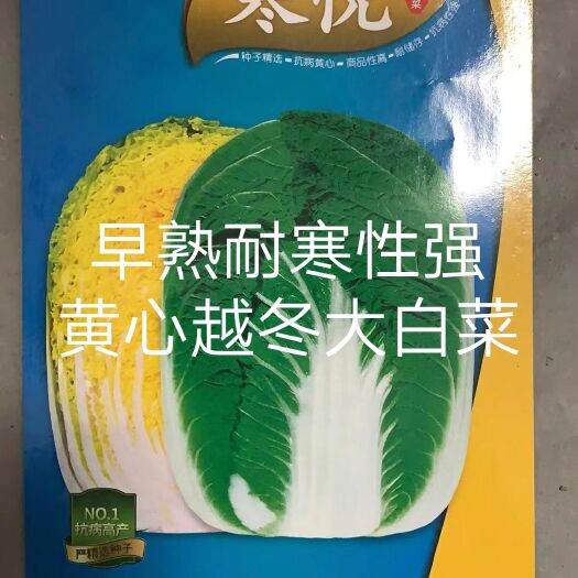 扶沟县寒悦黄心露地越冬白菜种子耐寒性强5斤抗根肿病产量高口感好