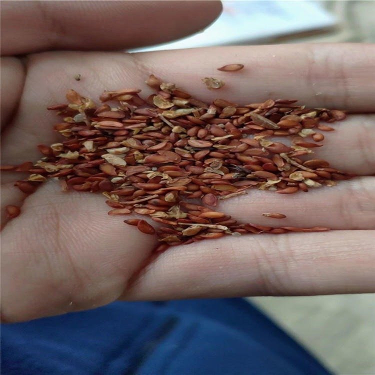 花楸种子 辽宁货源