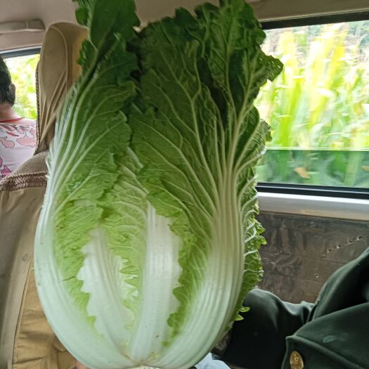 宜君县宜君高山黄心大白菜