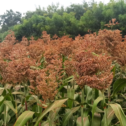 灵宝市兴湘粮2号全糯粮，带诚意，可实地订货