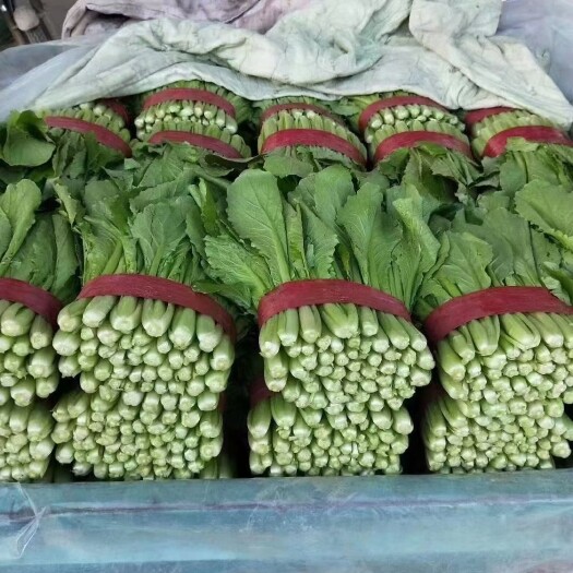 邯郸小白菜颜色高度正在高质量中