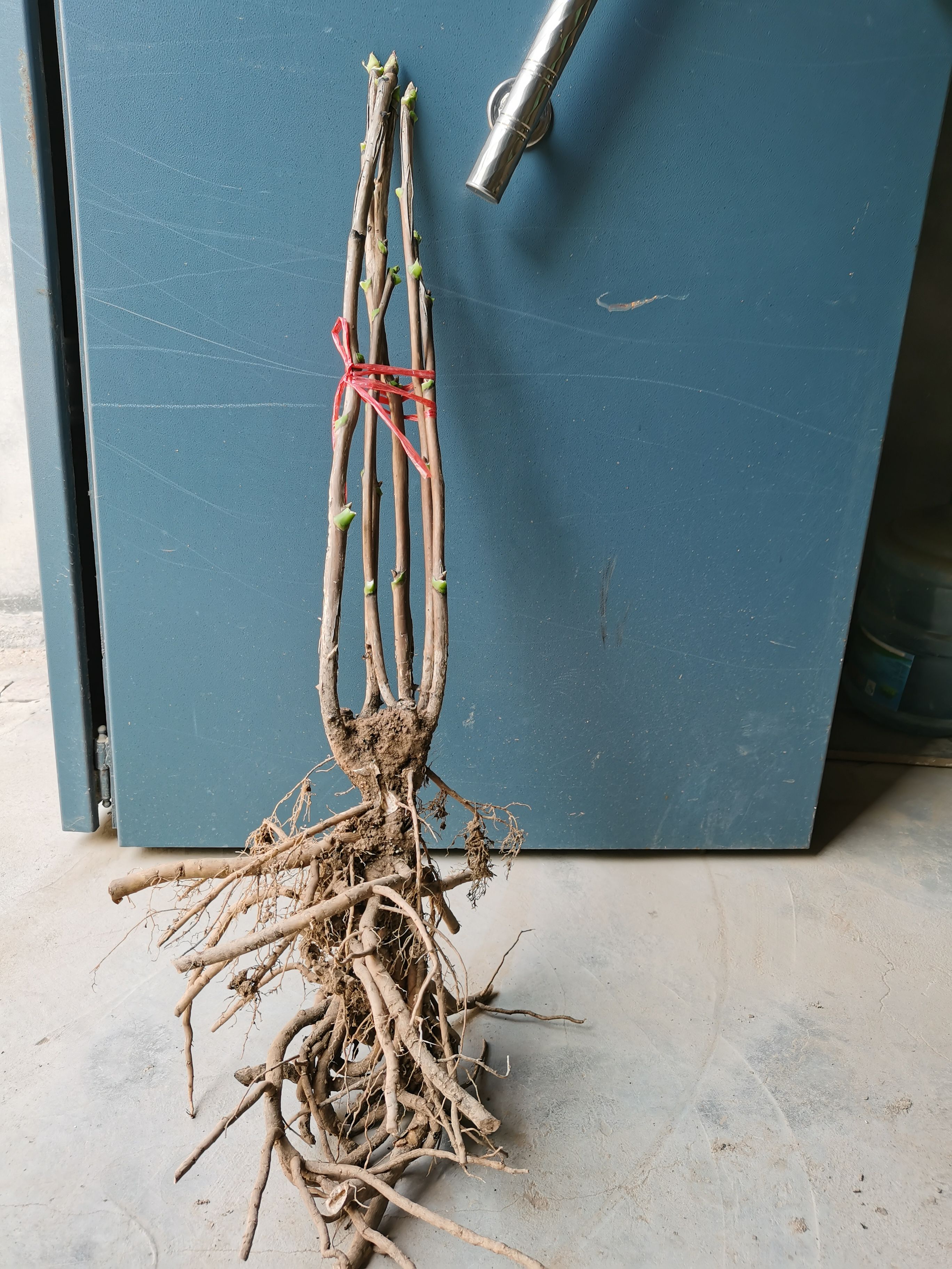 【秋季发货 】热销菏泽牡丹花苗皇冠盆栽地栽晚花期品种牡丹花苗