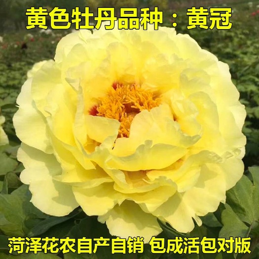 菏泽【秋季发货 】正宗菏泽牡丹花苗皇冠盆栽地栽晚花期品种牡丹花苗