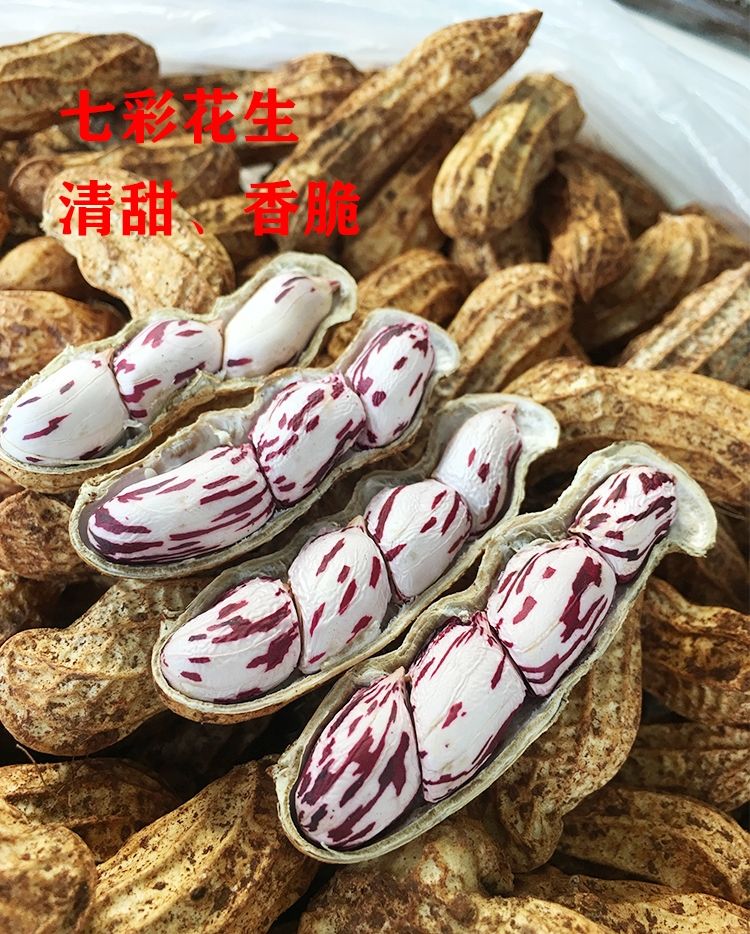 新鲜七彩花生