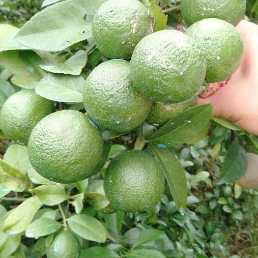 金平县西贡柠檬苗，柚子苗，大量出售各种果苗
