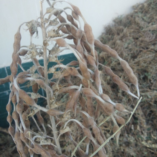 瓜州县苦豆子