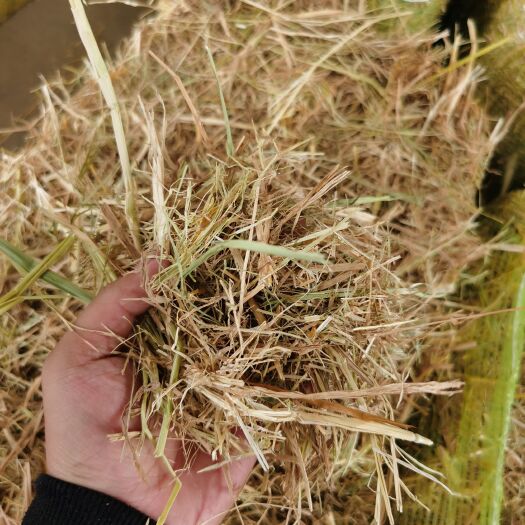 沙洋县揉丝除尘小包稻草，沐雪草业只做放心饲料，无土无霉安心喂养牛羊