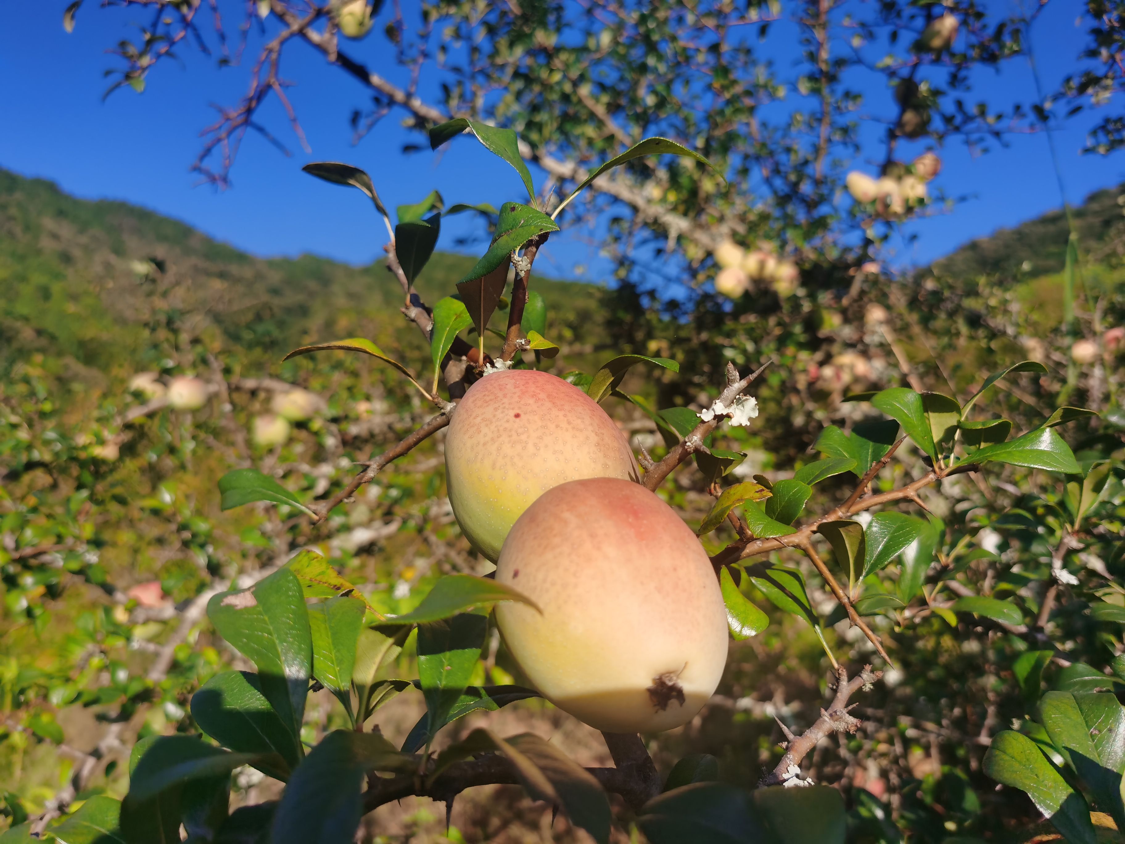 云南酸木瓜哀牢山野生品种农家野生自然生长应季水果新鲜现摘批发