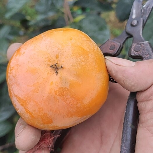 闻喜县阳丰甜柿，7月红，葫芦柿