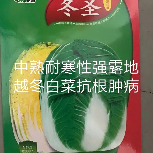 扶沟县冬圣中熟露地越冬黄心大白菜种子抗病6斤抗根肿病采期长商品性高