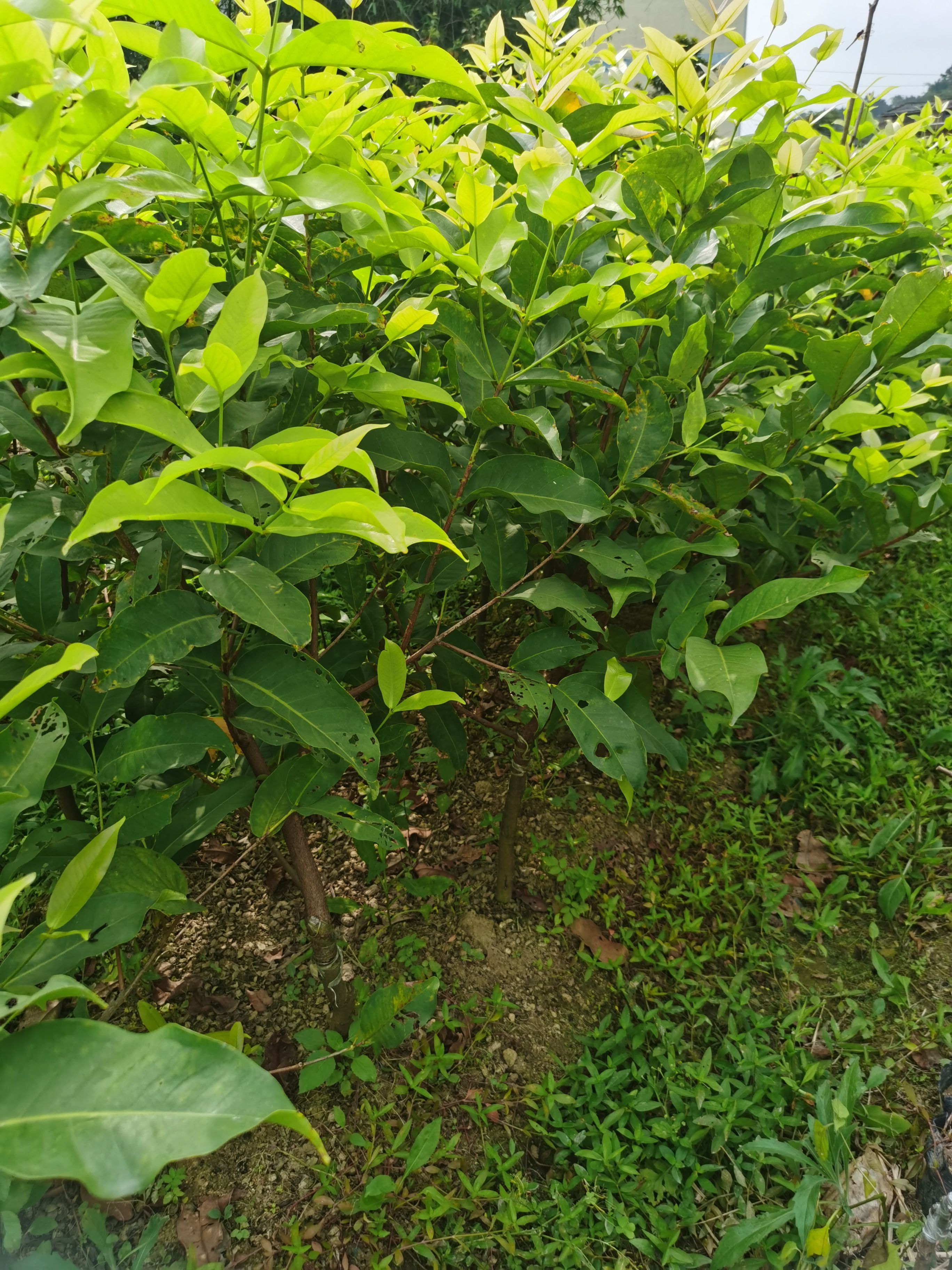 黑糖芭比莲雾苗  果实扎实、冷冻后也不易有受损