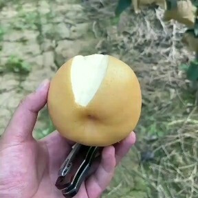 台前县晚秋黄梨产地直销