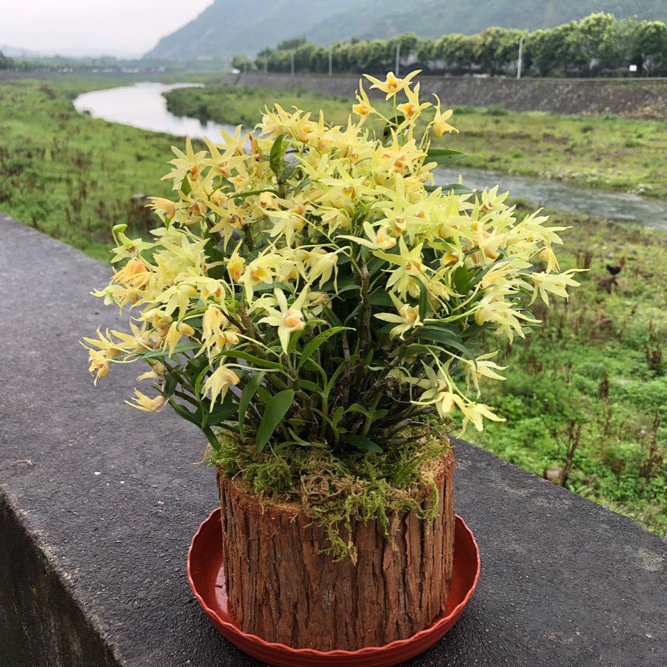 [铁皮石斛盆栽批发]霍山铁皮石斛盆栽 霍山铁皮石斛基地直发价格25元