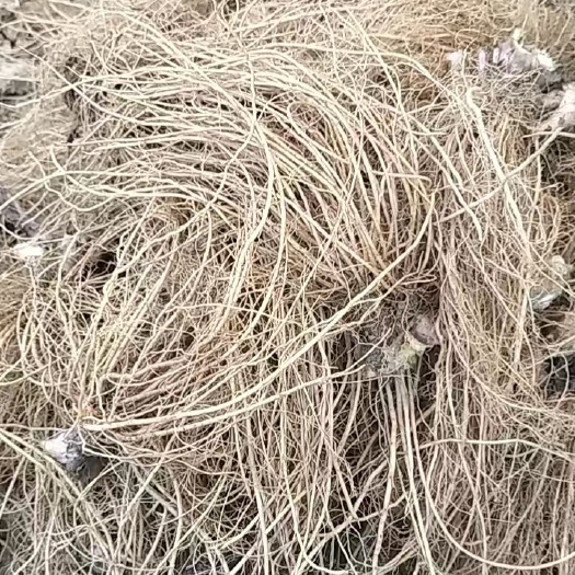 灵山县新鲜无叶地胆头