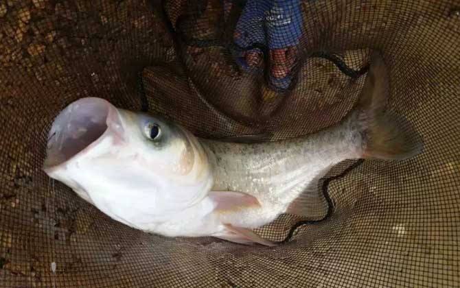 青龙县水库的鲢鳙评论2到4斤左右，胖头鱼，每天出200斤左右吧