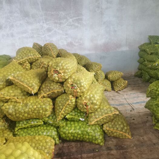 合阳县45起步青皮核桃