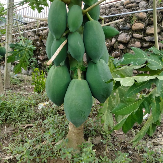 象州县广西番木瓜