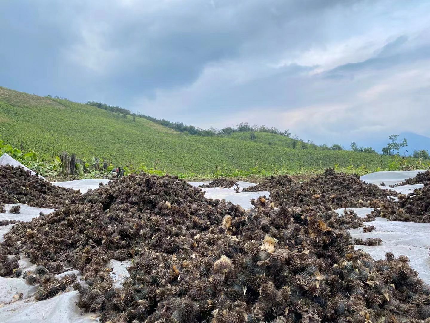 云木香种子 四川江油产地直销  现摘现卖质量有保证