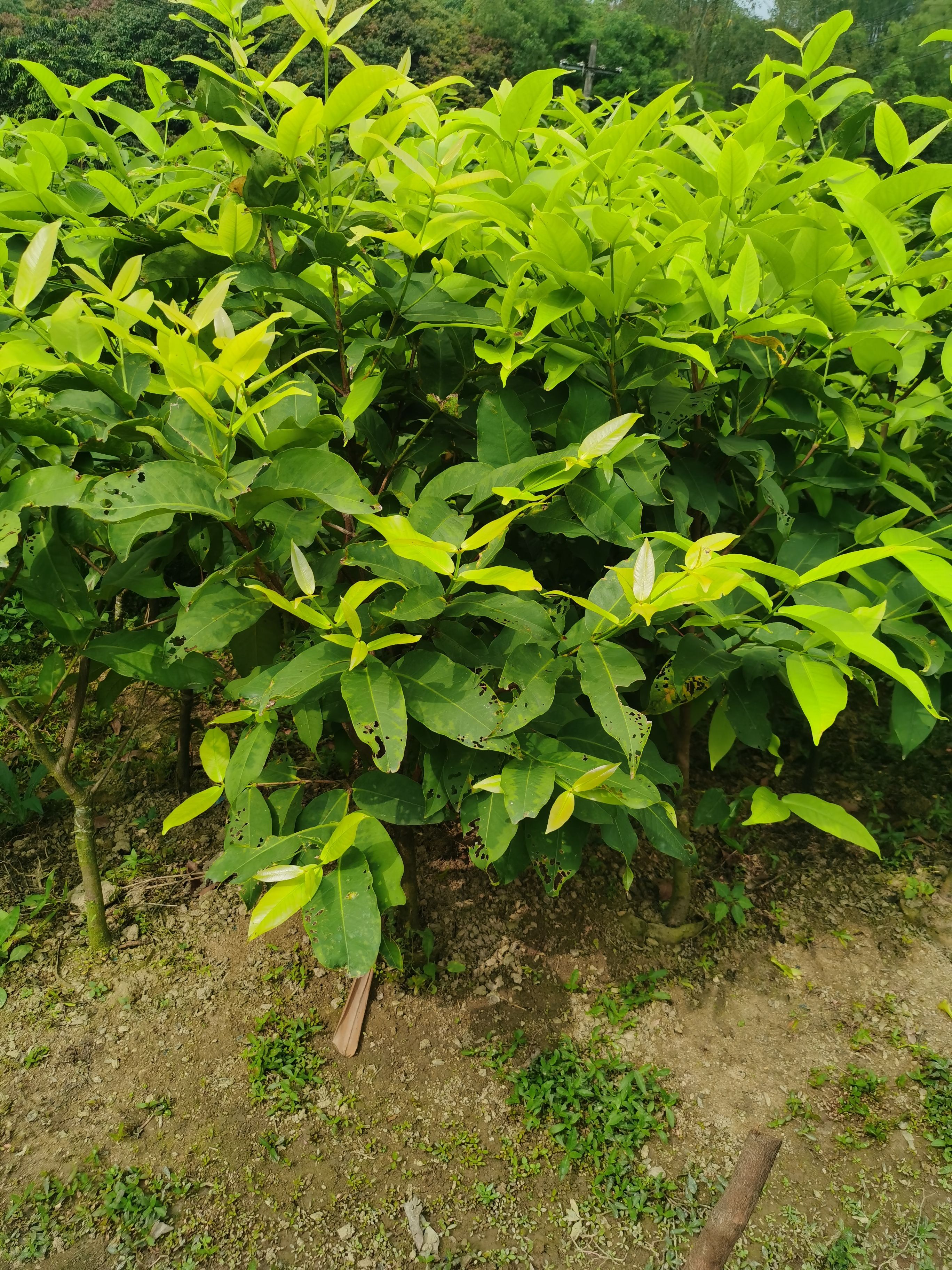 黑糖芭比莲雾苗  果实扎实、冷冻后也不易有受损