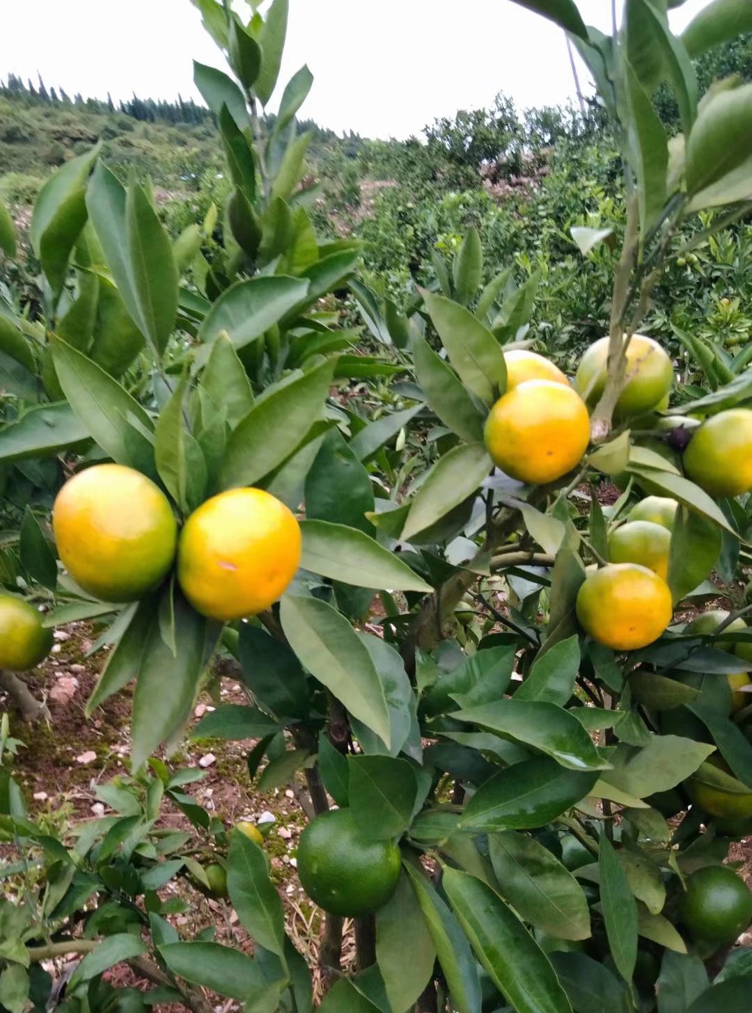 城固早熟蜜橘以上市，酸甜可口，有需要的老板及时联系