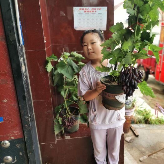 平邑县纯正蓝宝石葡萄苗原土发货