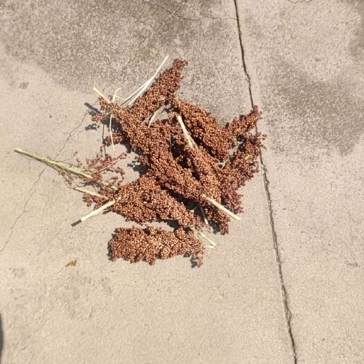 利津县红高粱
