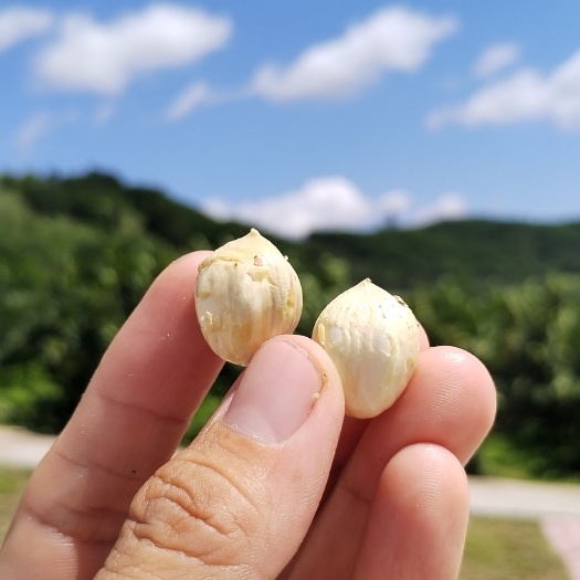 延吉市平欧大果榛子