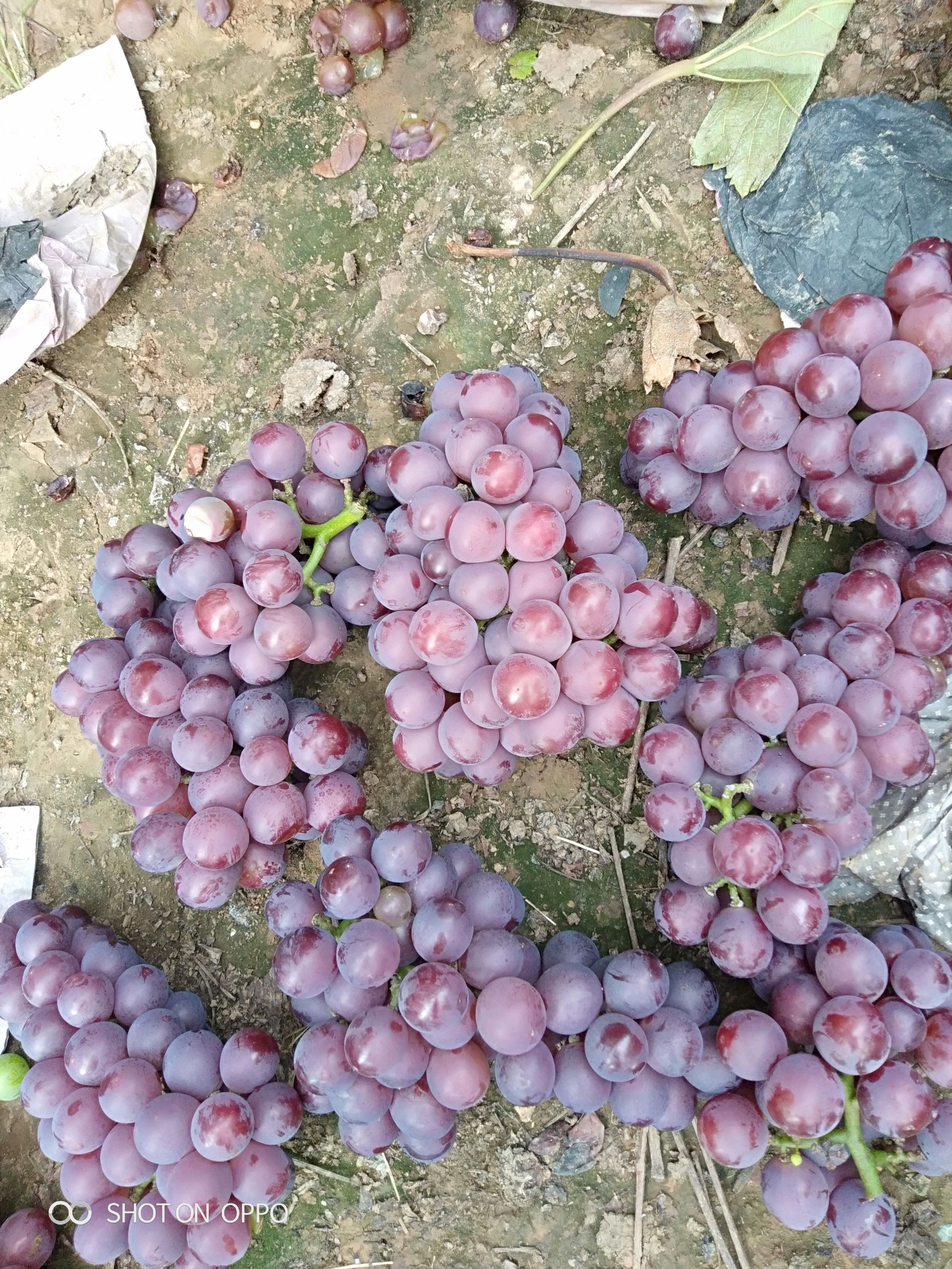 冷库套袋巨峰葡萄:十几万亩巨峰葡萄，600座保鲜库，诚信代办